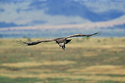 秃鹰,成年,飞行,肯尼亚