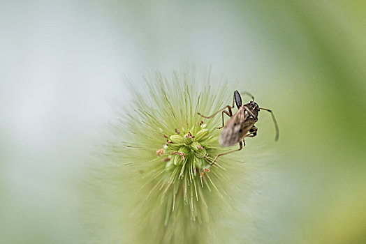 狗尾草