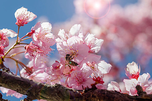 湾樱花季,武陵农场千樱园,盛开的樱花,蜜蜂采花蜜