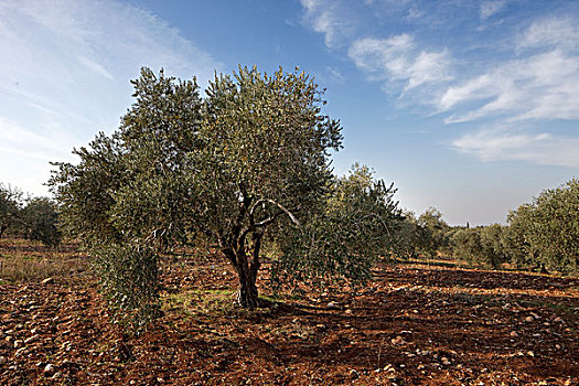 橄榄树,欧橄榄,橄榄林,马代巴,约旦,亚洲