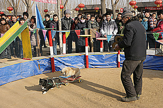 动物表演