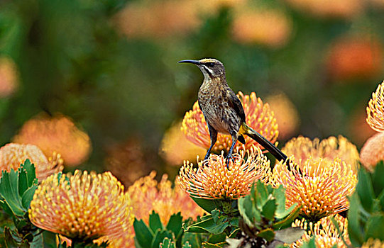 轮峰菊,山龙眼,自然保护区,南非