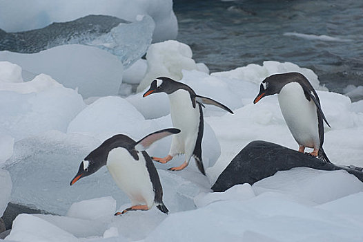 南极半岛,胭脂,岛屿,巴布亚企鹅,冰,进食,海上