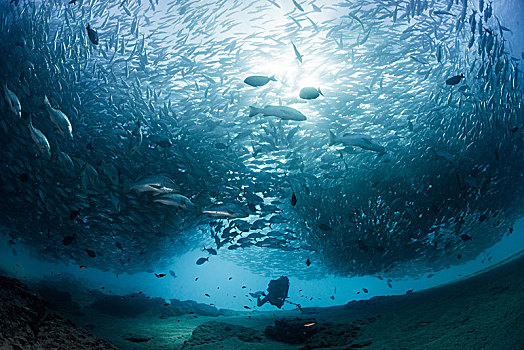 潜水,游动,鱼群,鱼,水下视角,卡波圣卢卡斯,下加利福尼亚州,墨西哥,北美