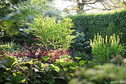 成熟,晴朗,花园,落叶植物,树篱