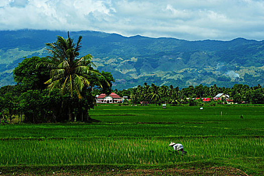 indonesia,sumatra,banda,aceh,farmers,working,in,the,green,ricefield