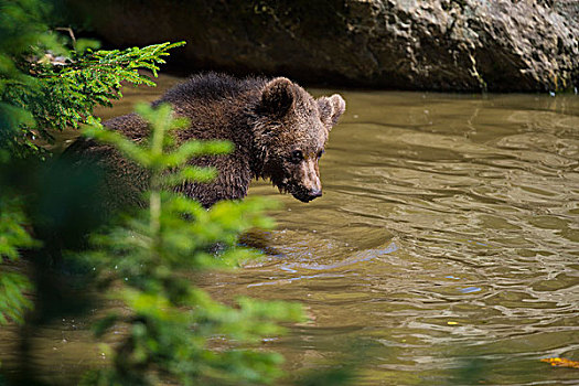 欧洲,棕熊,幼兽,水塘,巴伐利亚,德国