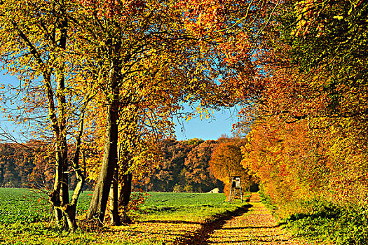 叶子,遮盖,小路,边缘,树林,靠近,科维亚弗特,萨克森安哈尔特,德国