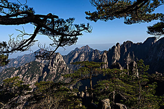中国十大古松树图片图片
