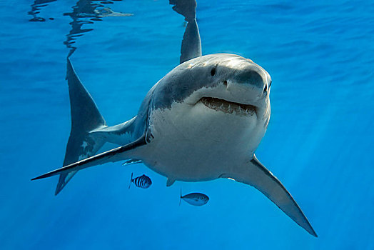 大白鲨,沙鲨属,游动,公海,太平洋,瓜达卢佩岛,墨西哥,中美洲