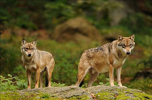 两个,狼,站立,石头,巴伐利亚森林,德国