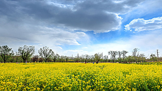 虞舜湿地公园的油菜花