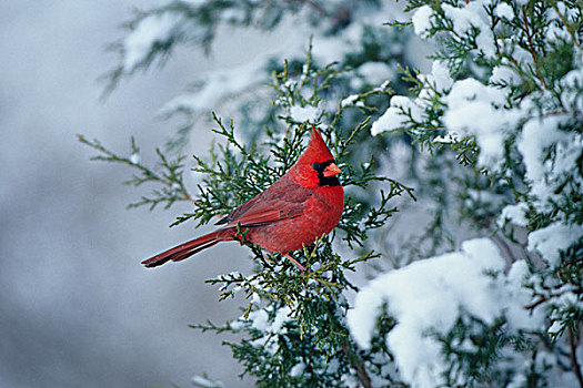 主红雀,桧属植物,树,冬天,马里恩县,伊利诺斯