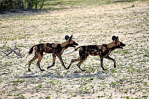 非洲野狗,非洲野犬属,成年,跑,两只,动物,沙子,禁猎区,克鲁格国家公园,南非,非洲