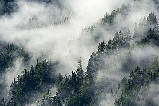 雾,高处,树林,山谷,东方,提洛尔,奥地利,欧洲