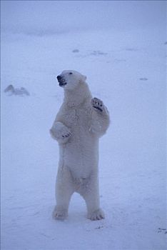 北极熊,站立,竖立,丘吉尔市,曼尼托巴,加拿大,一个,成年