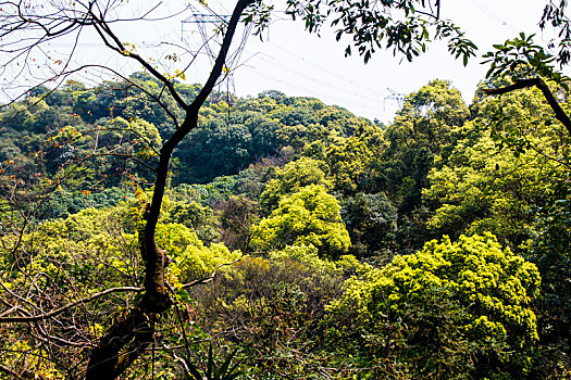 广州三月阳光明媚,春天帽峰山公园,踏青,春游