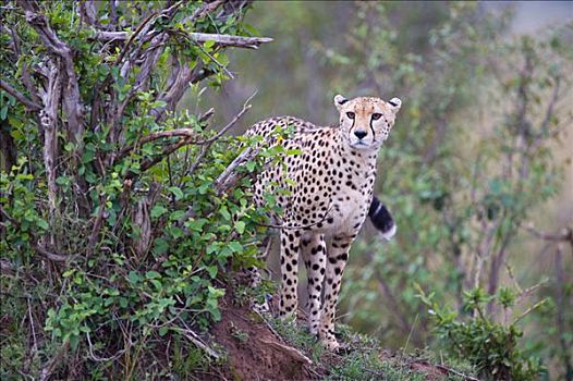 印度豹,猎豹,标记,领土,马赛马拉国家保护区,肯尼亚,东非