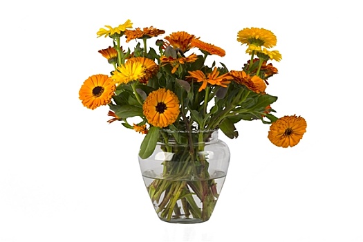 橙花,花瓶,水,白色背景