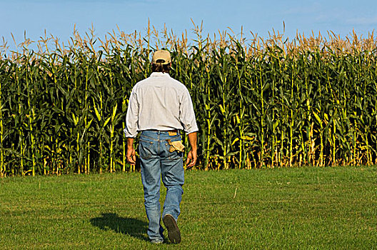 农业,农民,走,生长,谷物,玉米,作物,检查,靠近,明尼苏达,美国