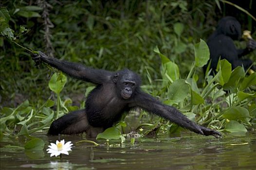 倭黑猩猩,孤儿,漂浮,食物,黑猩猩,刚果