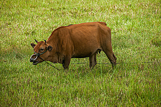 牛的尾巴长啥样图片图片