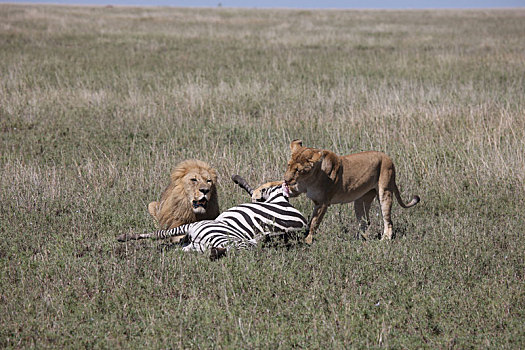 野生,狮子,哺乳动物,吃,斑马,非洲,大草原,肯尼亚