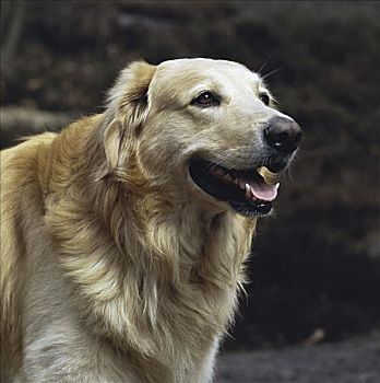 金毛猎犬