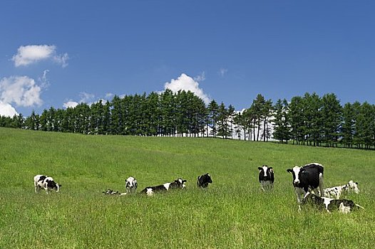 牛,农场