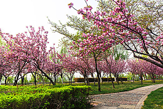 樱花小路