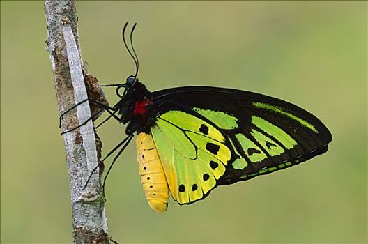 蝴蝶,巴布亚新几内亚