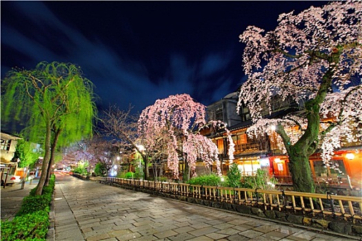 袛园,京都,樱花,树,夜晚