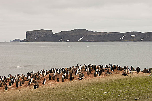 企鹅,巴布亚企鹅,岛屿,南设得兰群岛,南极