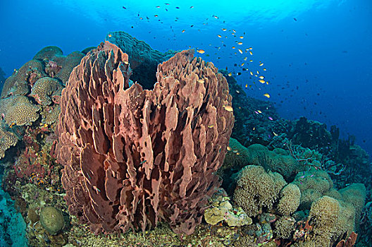 海绵,联结,礁石,墙壁,巴布亚新几内亚