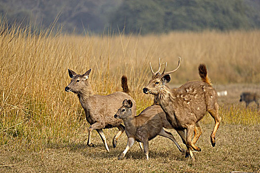 鹿,国家,公园,拉贾斯坦邦,印度,亚洲
