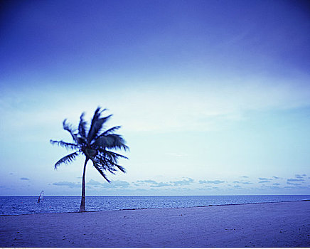 棕榈树,海滩,海洋