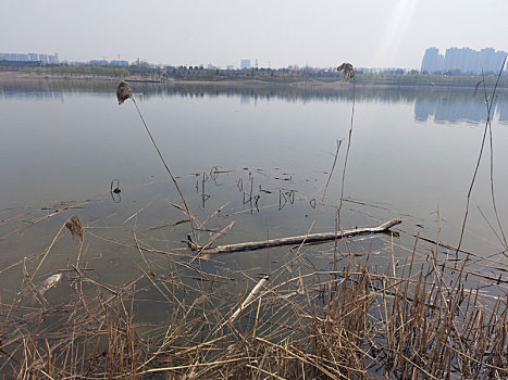 湿地公园