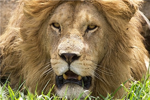 非洲狮,狮子