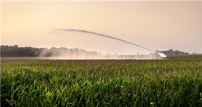 灌溉,玉米田