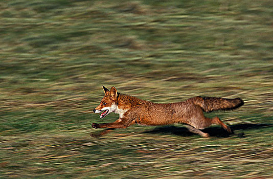 红狐,狐属,跑,草地