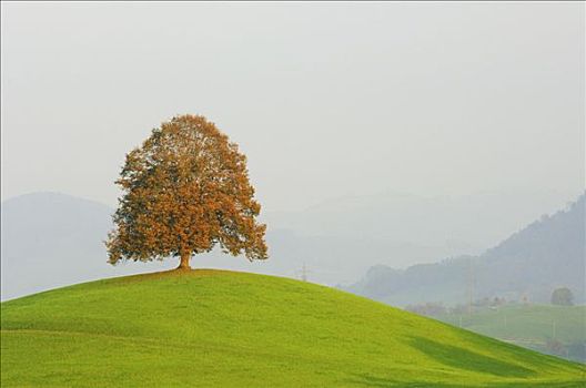 酸橙树,瑞士