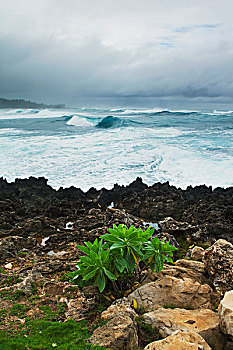 冬天,波浪,岩石,海岸,小,树,北岸,瓦胡岛,夏威夷,美国