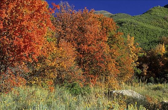 秋天,色彩,枫树,山脉,犹他,美国