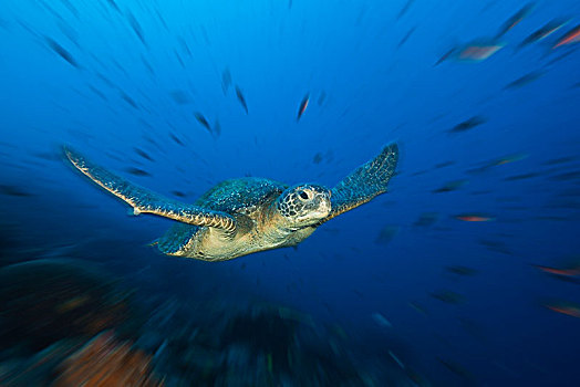 绿海龟,龟类,沃尔夫岛,加拉帕戈斯,厄瓜多尔