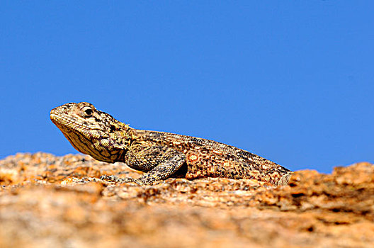 雌性,纳马夸兰,南非,非洲
