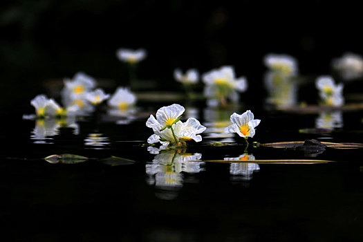 海菜花