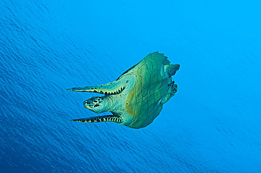 玳瑁,潜水,位置,巴布亚新几内亚