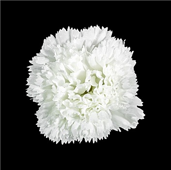 漂亮,白色,花,隔绝