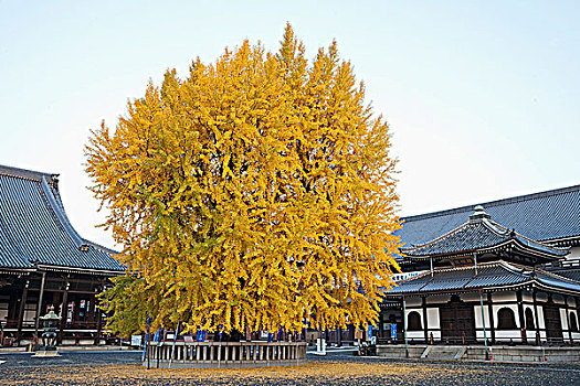 树,正面,庙宇,京都府,近畿地区,本州,日本