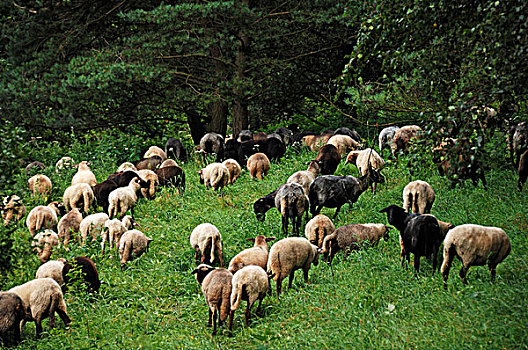 绵羊,风景,区域,梅克伦堡前波莫瑞州,德国,欧洲